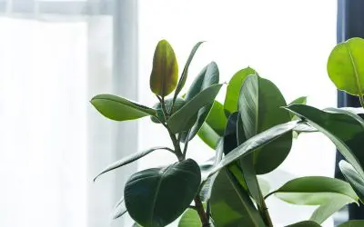 5 Tips to Promote Wellness at Home