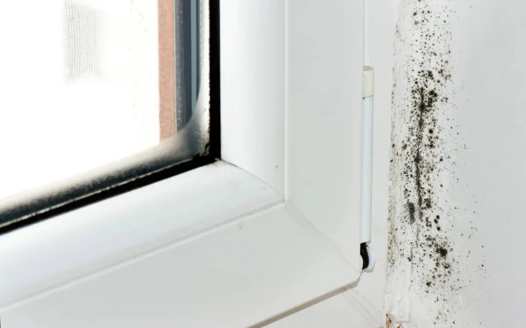 Hidden Hazards: The Real Dangers of Mold in Your Home