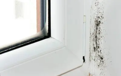 Hidden Hazards: The Real Dangers of Mold in Your Home