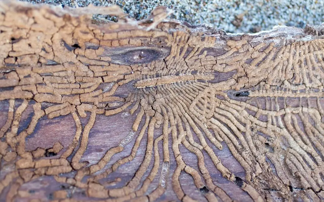 Homeowners Guide to Termite Infestations