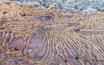 Silence of the Swarm: Your Confident Guide to Termite Infestations