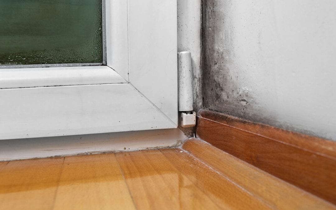 6 Ways to Prevent Mold Growth in Your Home