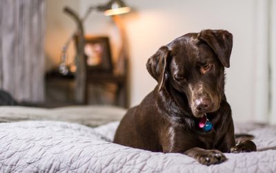 6 Housecleaning Tips for Pet Owners
