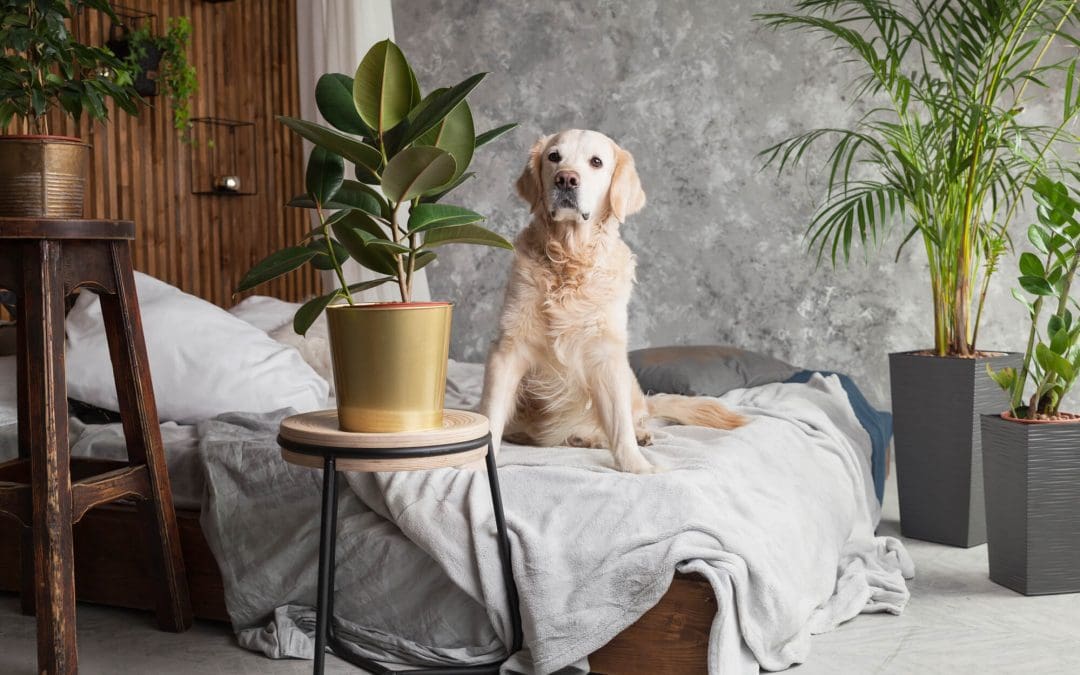 pet-proofing your home